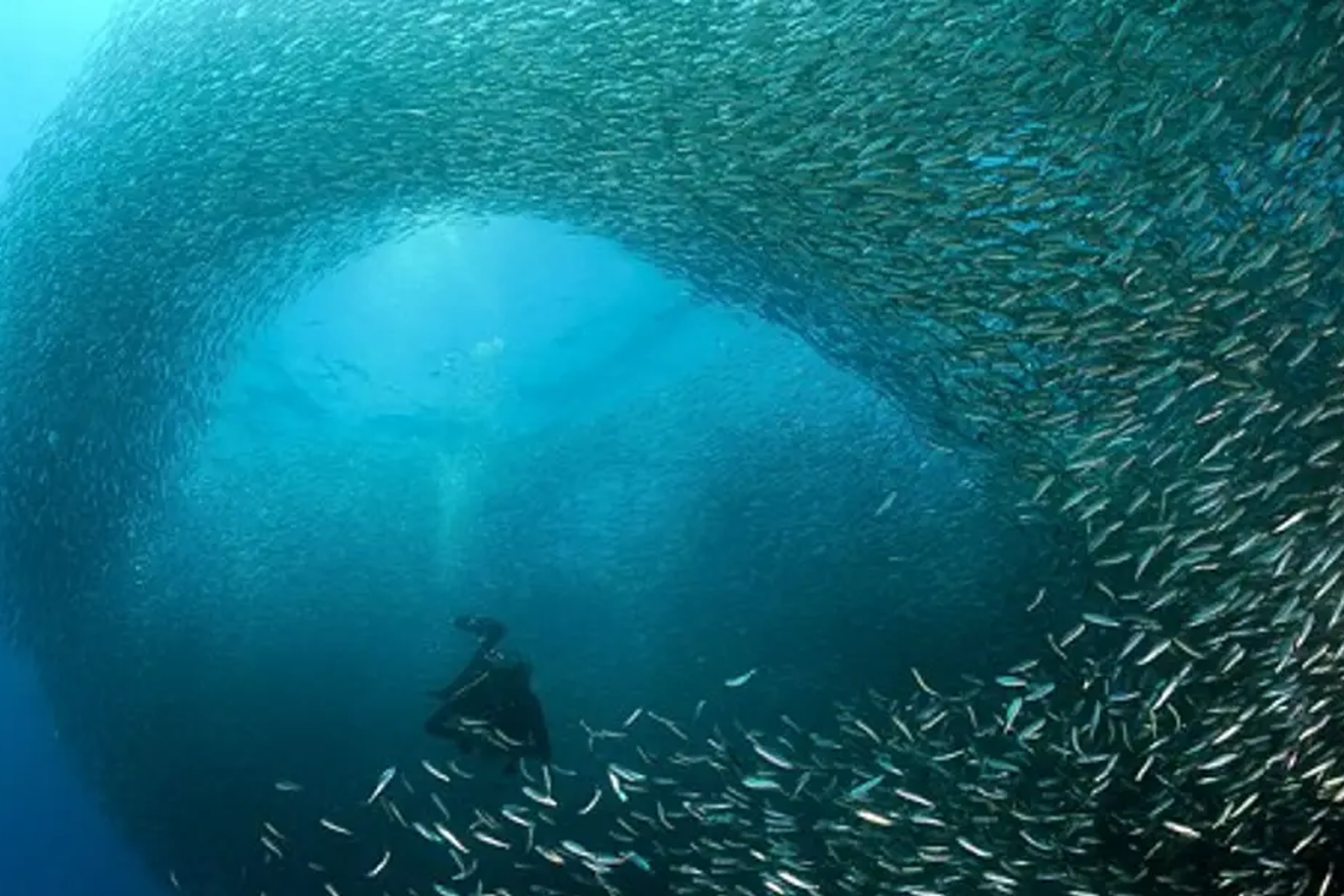 Moalboal Pescador Island Hopping Day Tour